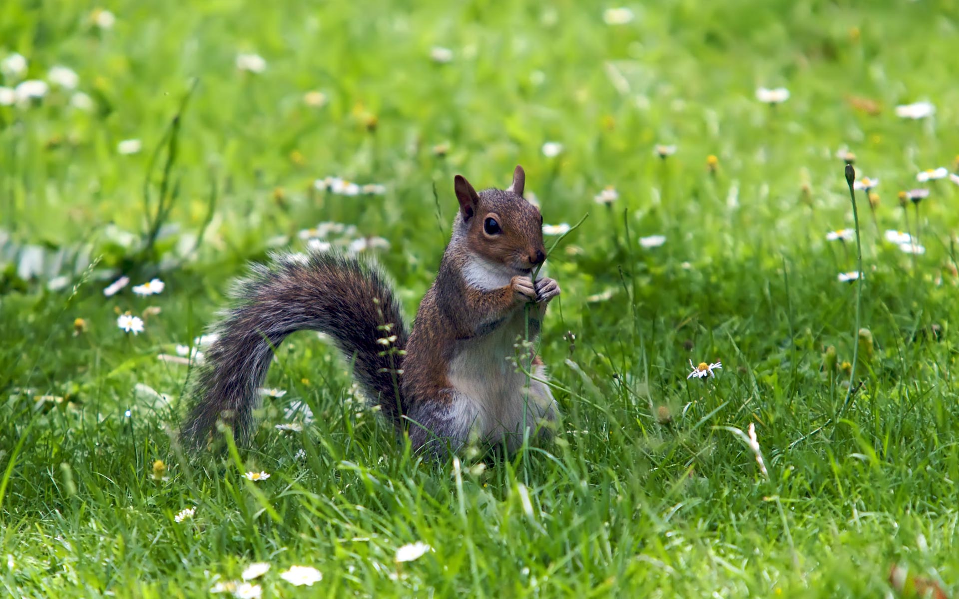 Squirrel Grass - HD Wallpaper 