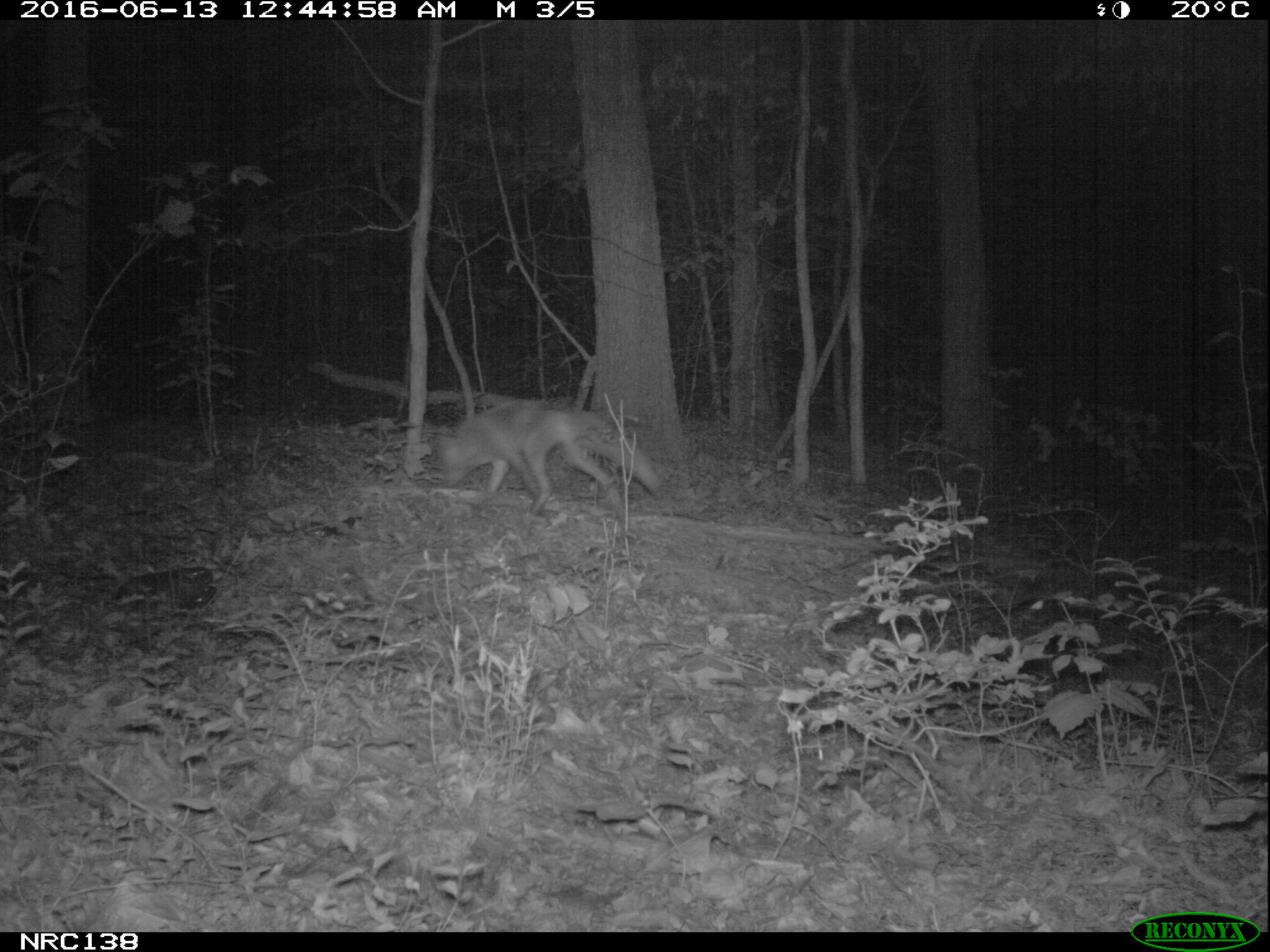 Camera Trap - HD Wallpaper 