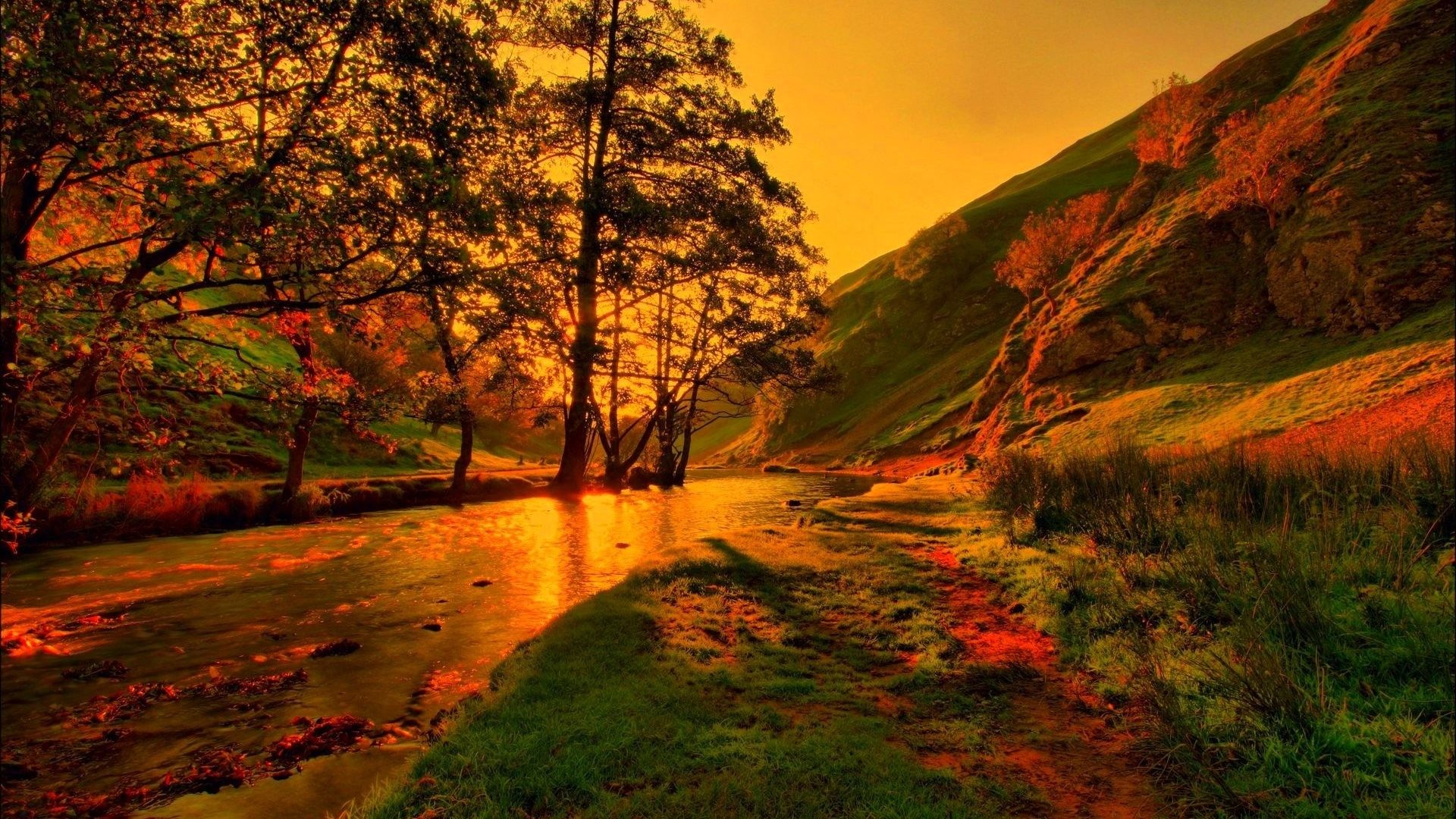 Forest Season Color Autumn Leaves Fall Leaf Nature - Fall Leaves Trees - HD Wallpaper 