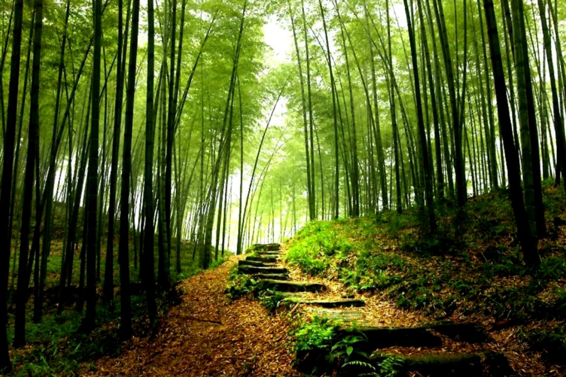 Forest Live Wallpapers 3d - 1164x776 Wallpaper Forest Live Wallpapers 3d - 1164x776 Wallpaper