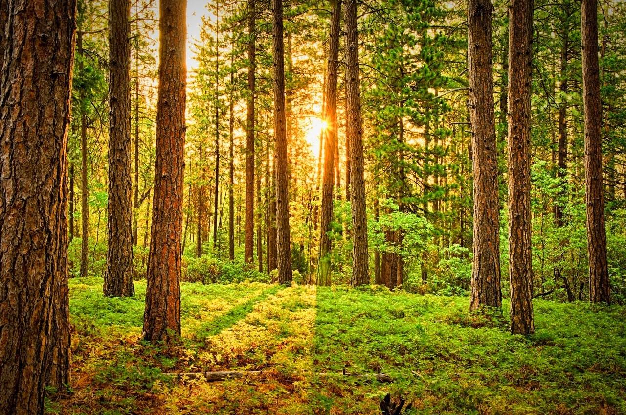Forest Live Wallpapers 3d - Mindfulness Nature - 1280x848 Wallpaper - Forest Live Wallpapers 3d - Mindfulness Nature - 1280x848 Wallpaper -