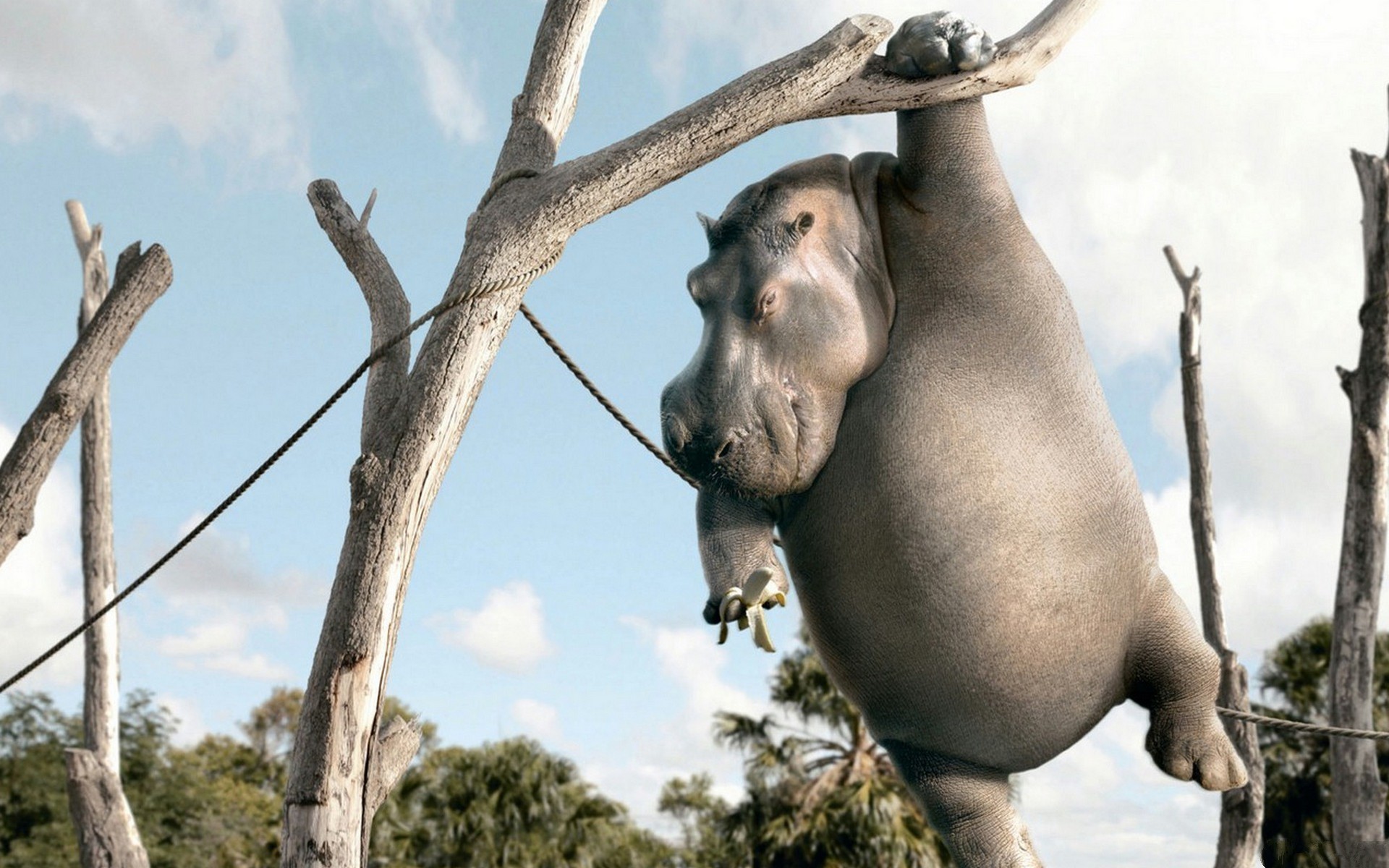 Funny Animals Wallpapers 13 Cool Wallpaper Data-src - Cool Backgrounds Animals Funny - 1920x1200 Wallpaper Funny Animals Wallpapers 13 Cool Wallpaper Data-src - Cool Backgrounds Animals Funny - 1920x1200 Wallpaper