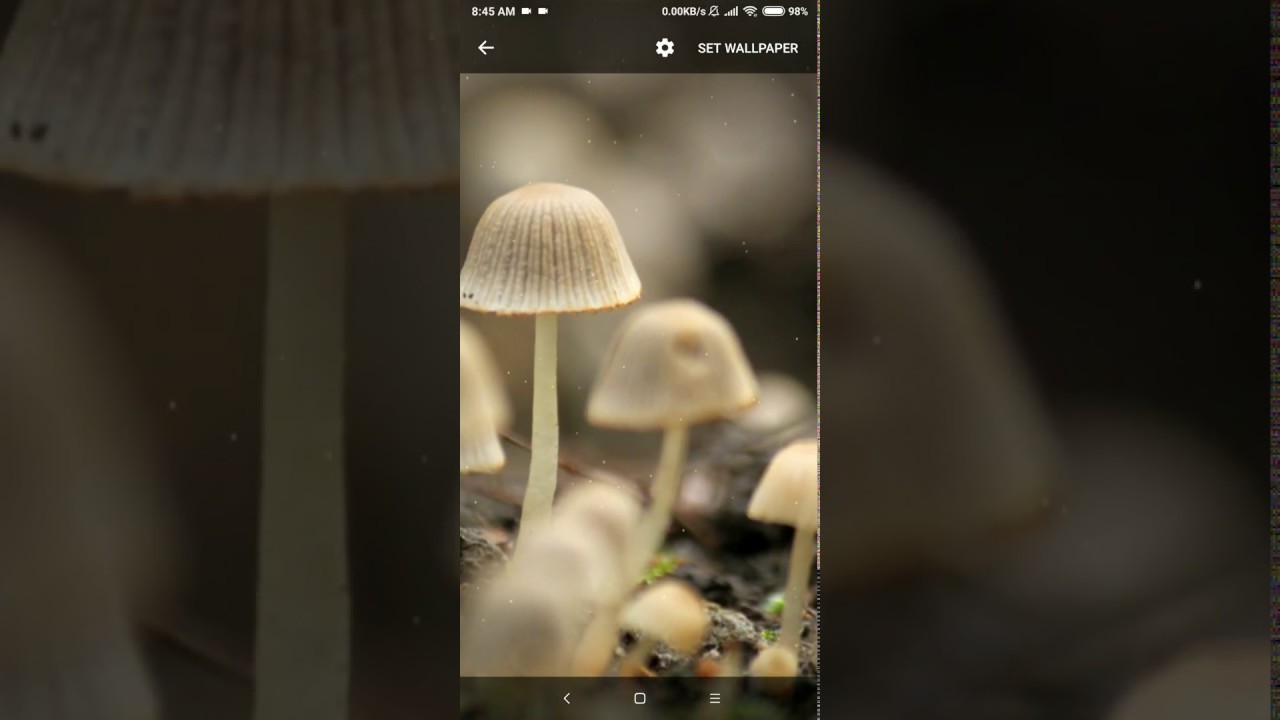 Petit Champignon À Chapeau - HD Wallpaper 