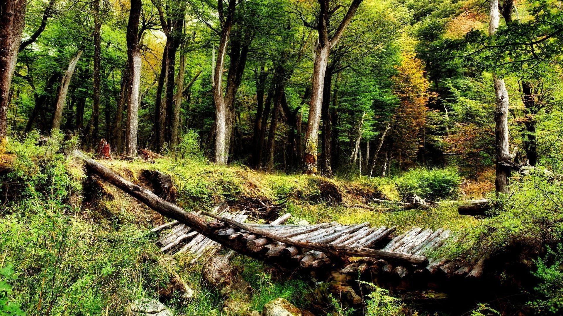 Forest Live Wallpapers 3d - Beautiful Nature 3d Wallpaper Free Download - 1920x1080 Wallpaper Forest Live Wallpapers 3d - Beautiful Nature 3d Wallpaper Free Download - 1920x1080 Wallpaper