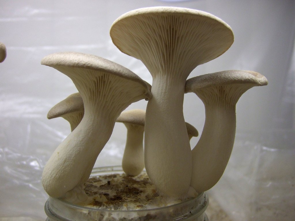 Oyster Mushroom In A Jar - HD Wallpaper 
