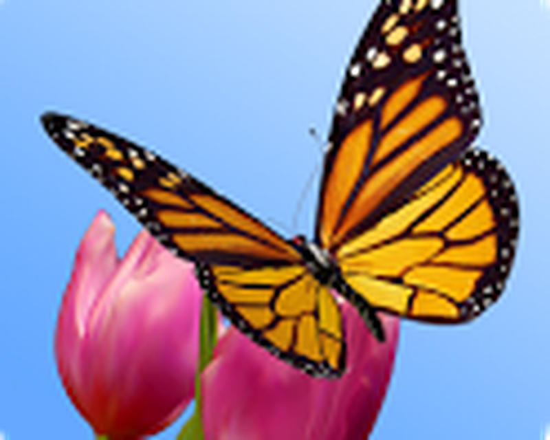 Transparent Background Butterflies Clipart - HD Wallpaper 