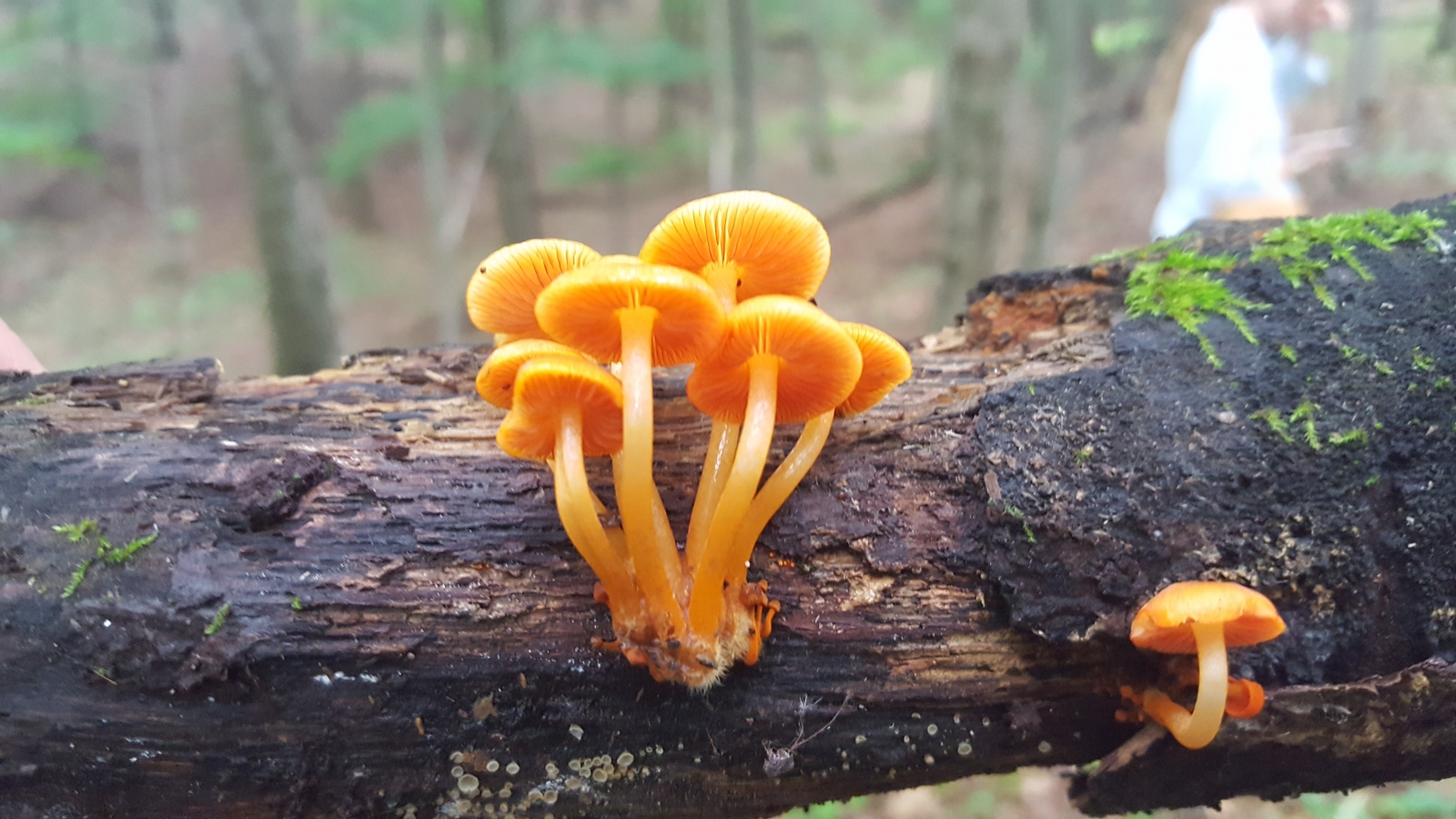 Agaricus - HD Wallpaper 