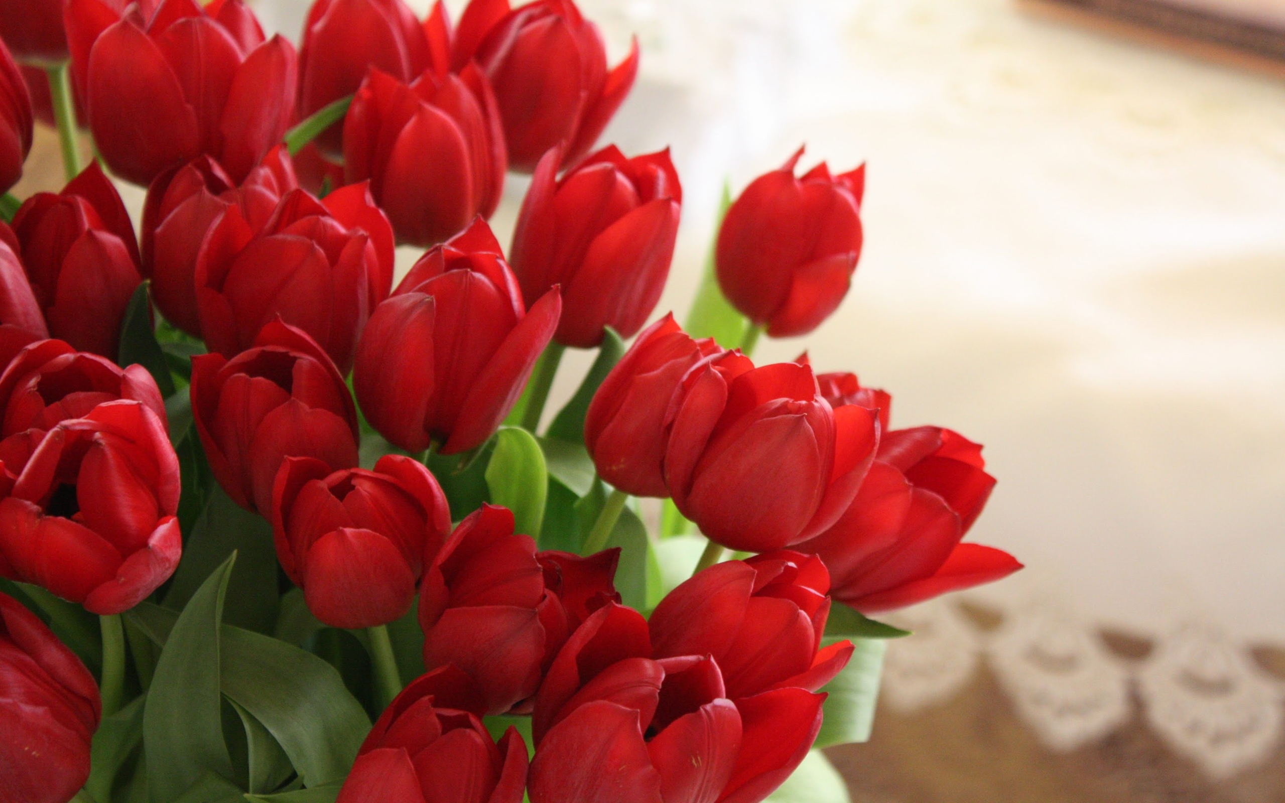 Red Tulips - HD Wallpaper 