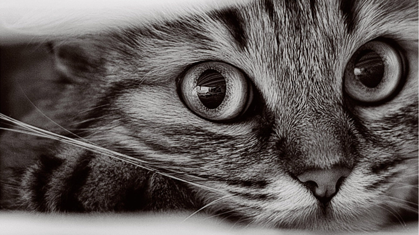 Cat, - HD Wallpaper 