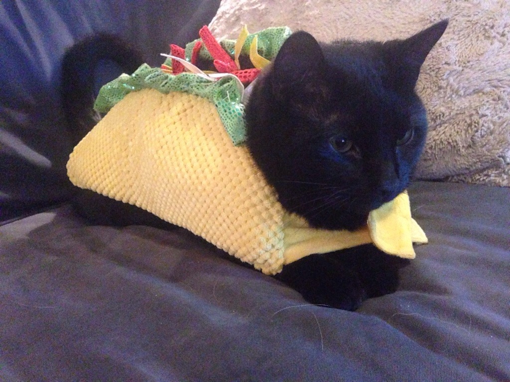 Cat, Taco, And Animal Image - Taco Cat Costume - HD Wallpaper 