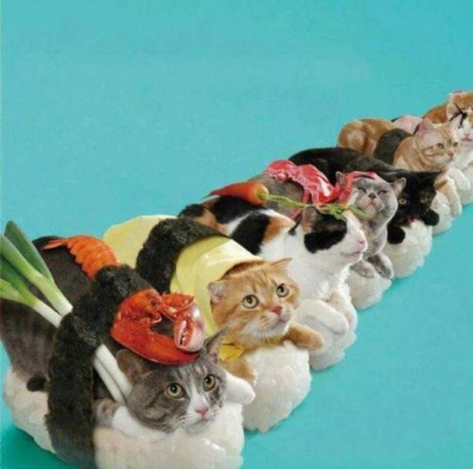 Cat Sushi - HD Wallpaper 