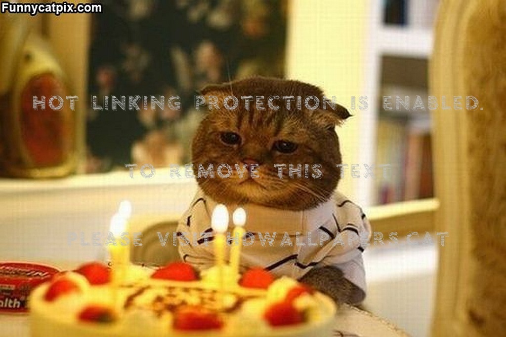It S My Birthday Cats Costumes Animals - I M Spending My Birthday Alone - HD Wallpaper 
