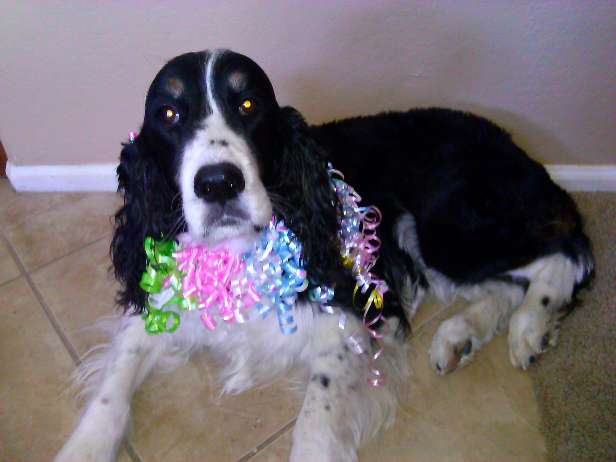 Cocker Spaniel - HD Wallpaper 