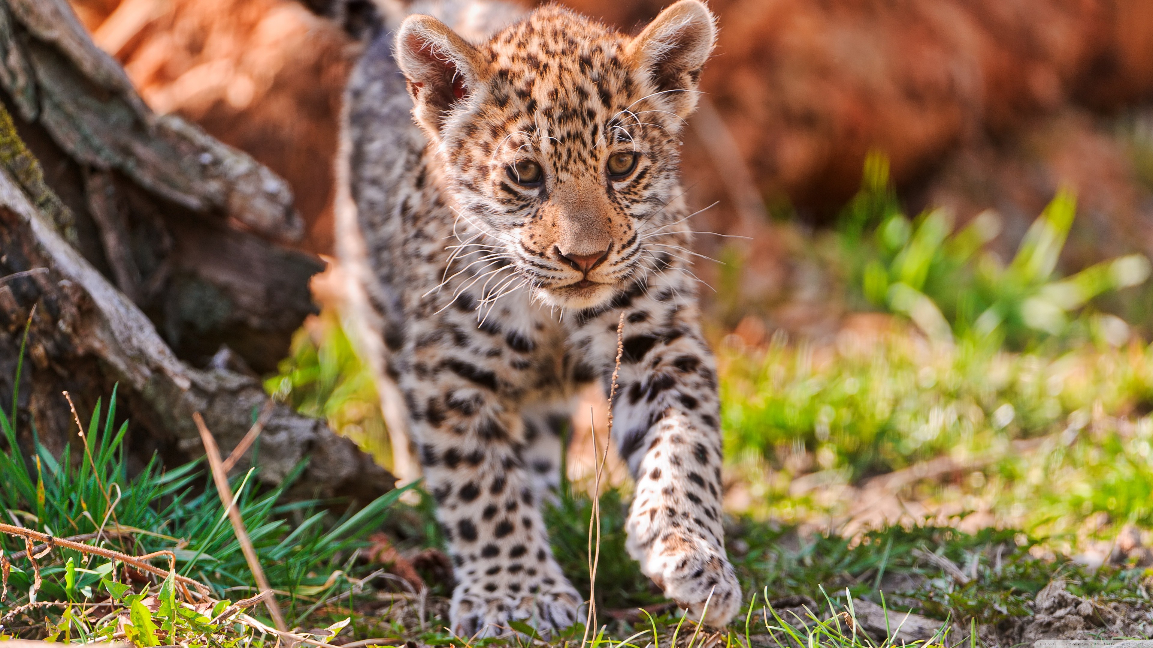 Cute Baby Jaguar - HD Wallpaper 
