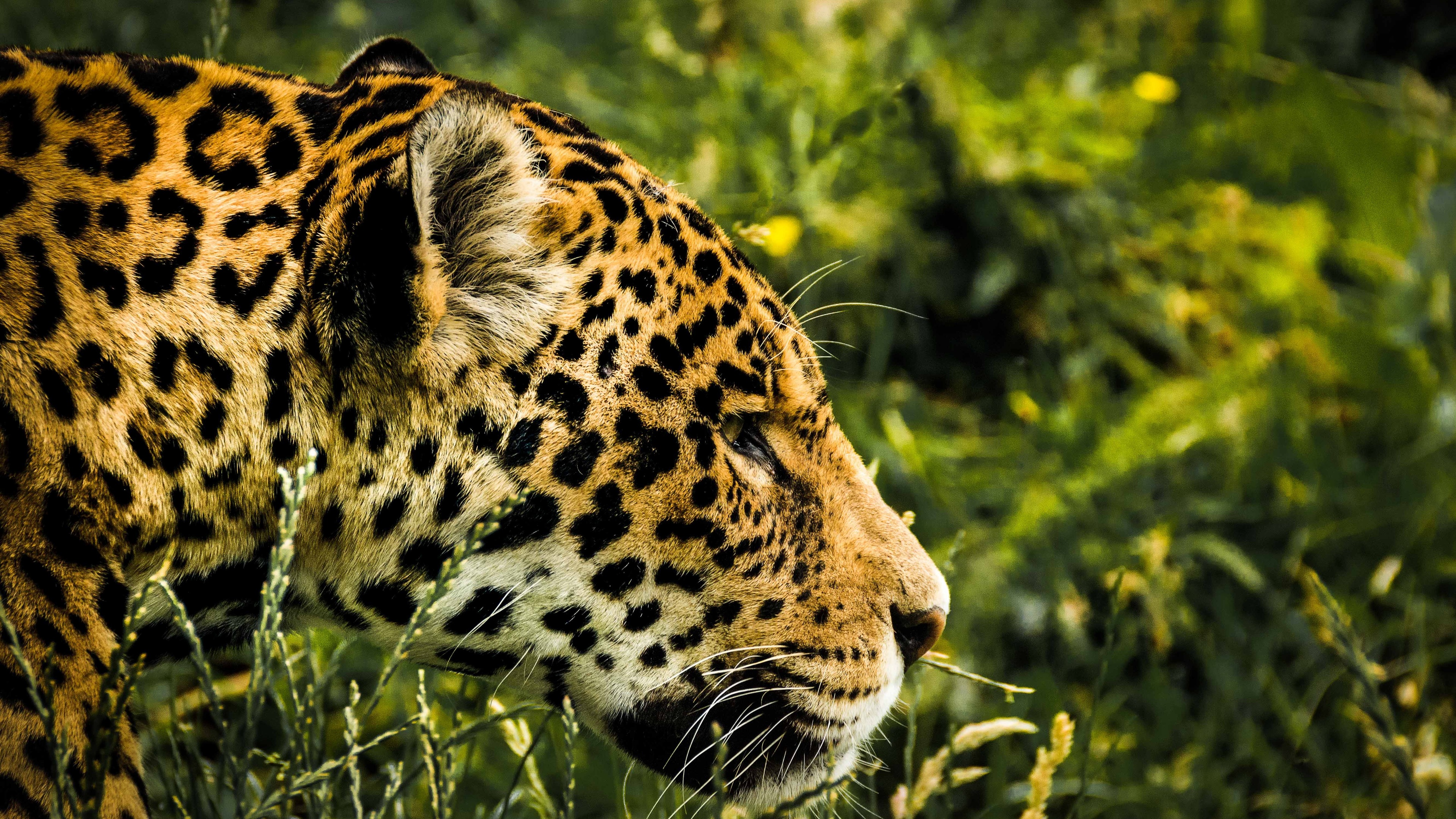 Jaguar Wild - HD Wallpaper 