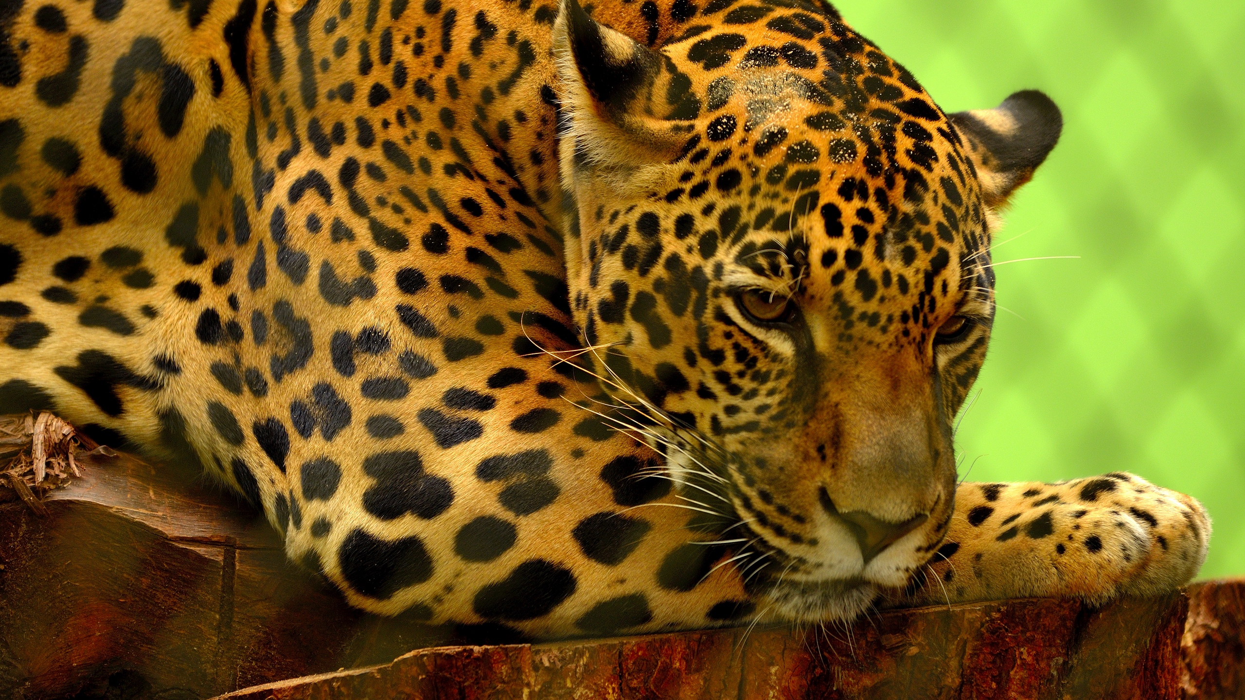 Wallpaper Jaguar, Predator, Lying, Muzzle - Jaguar Animal - HD Wallpaper 