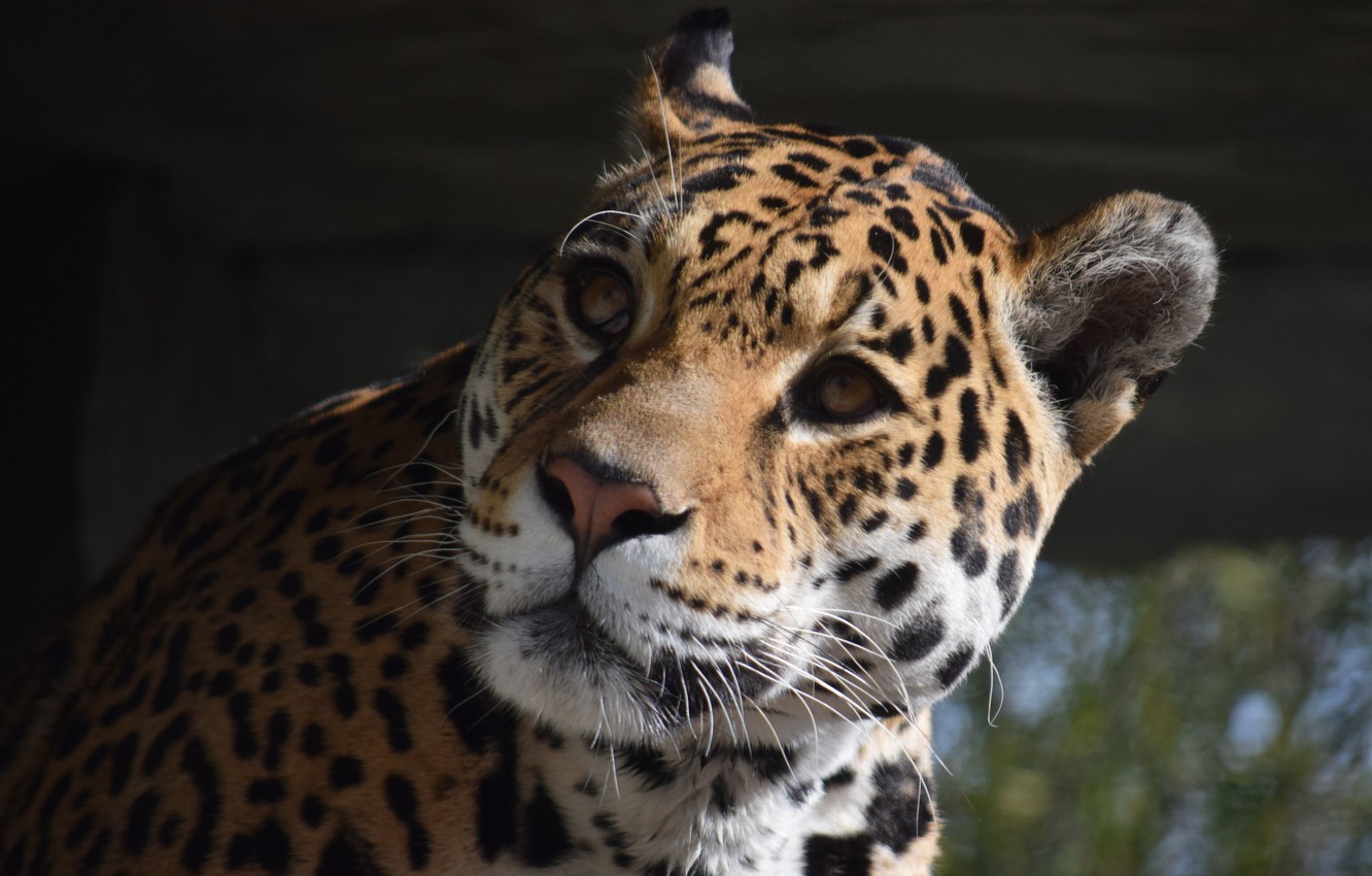 Photo Wallpaper Cat, Jaguar, Face, Animal - African Leopard - HD Wallpaper 