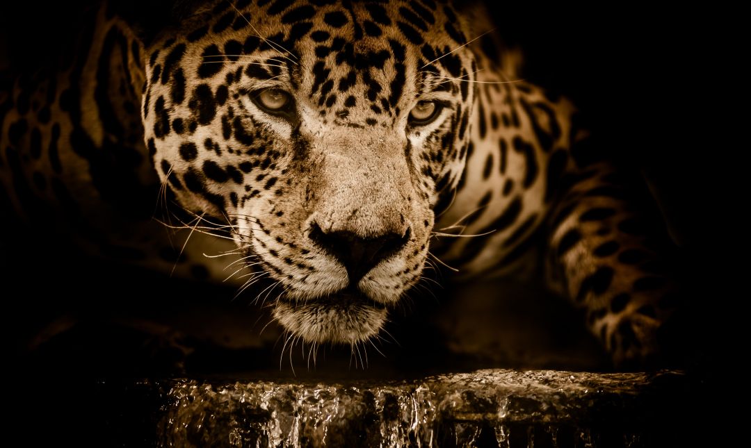 Android, Iphone, Desktop Hd Backgrounds / Wallpapers - Jaguar Wallpaper Hd - HD Wallpaper 