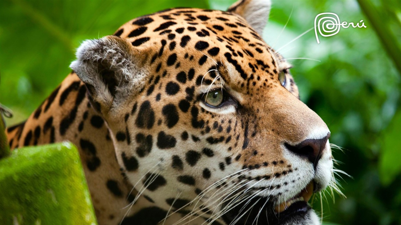 Jaguar The Big Cat-natural Animal Wallpapers2012 - Windows 7 Themes Peru - HD Wallpaper 