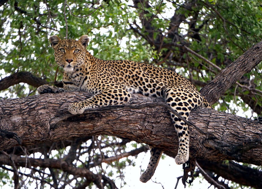 Leopard, Jaguar, Animal, Wildlife, Panther, Mammal, - African Leopard - HD Wallpaper 