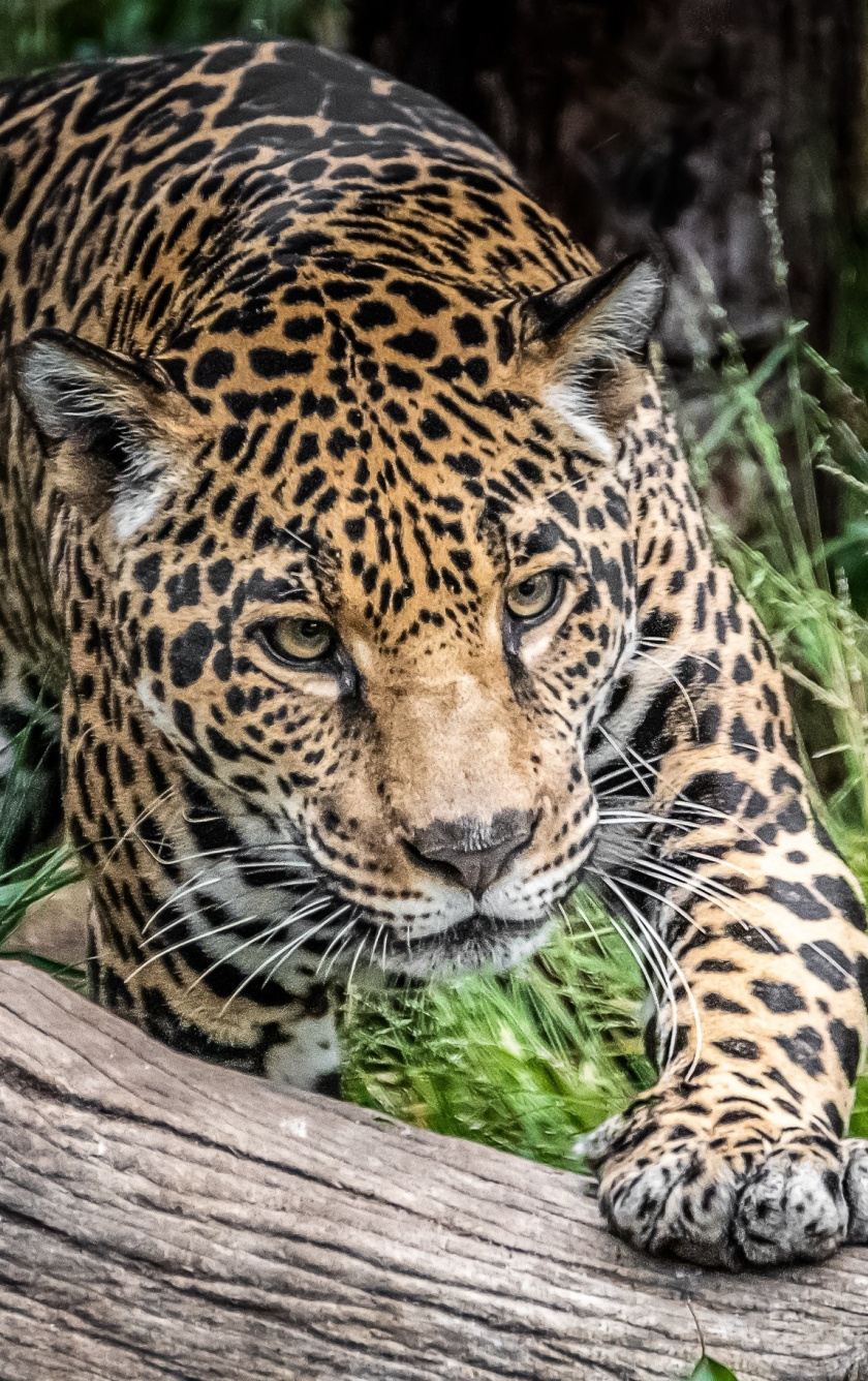 Jaguar, Wild Cat, Predator, Wild, Wallpaper - Mobile Background Jaguar - HD Wallpaper 