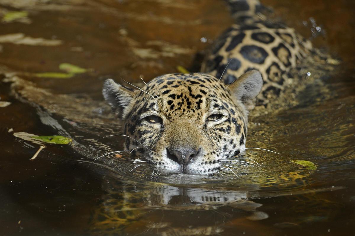Hd Quality Wallpaper - Jaguar Animal In Water - HD Wallpaper 