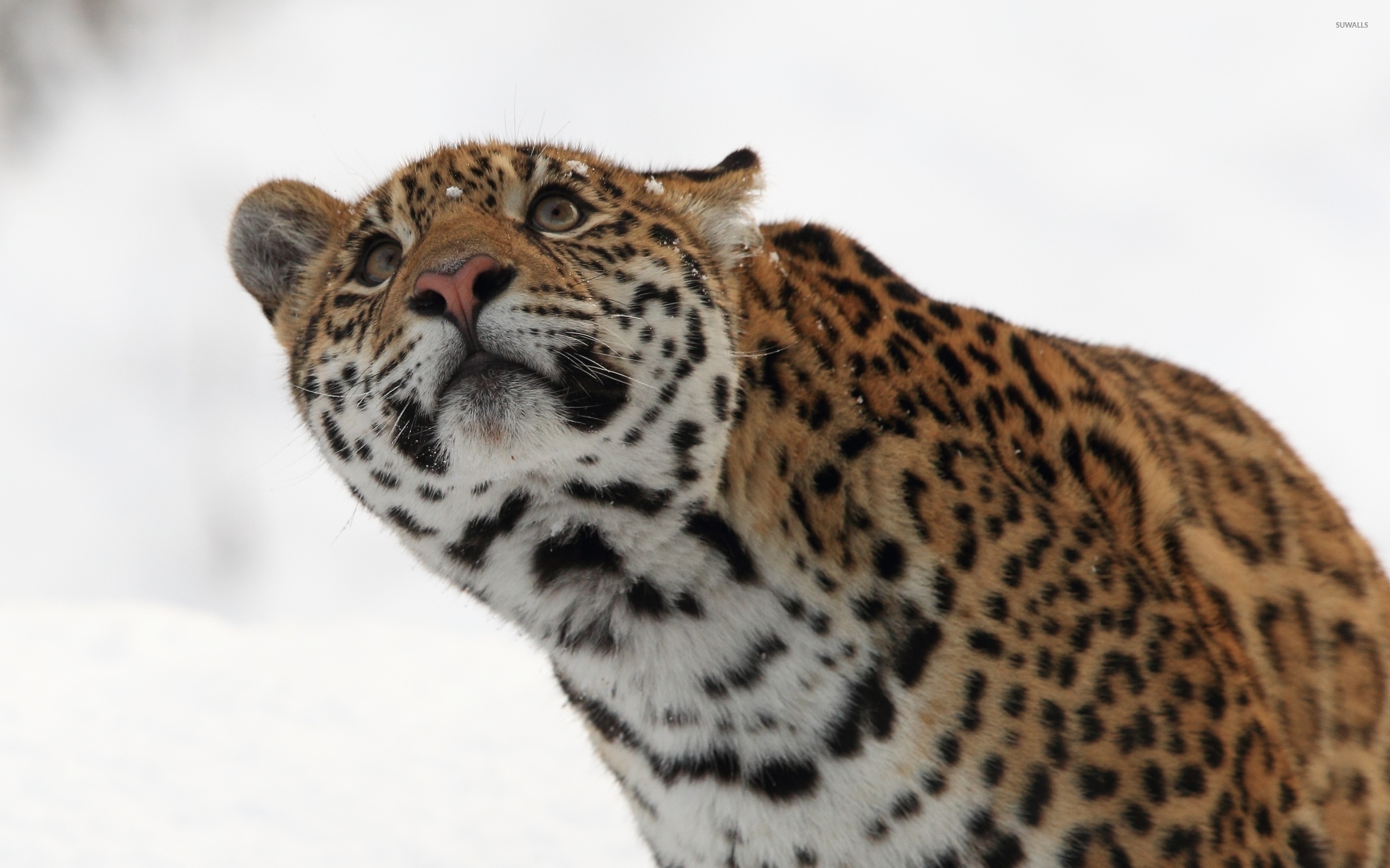 African Leopard - HD Wallpaper 