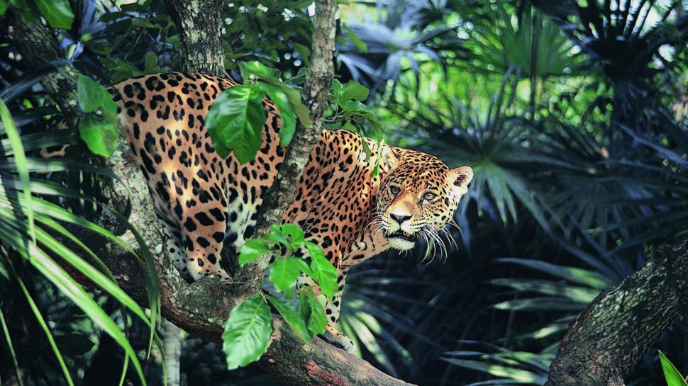 Jaguar, Eyes, Jungle Wallpaper,eyes Wallpaper,jungle - Jaguar In Jungle 4k  - 970x545 Wallpaper 