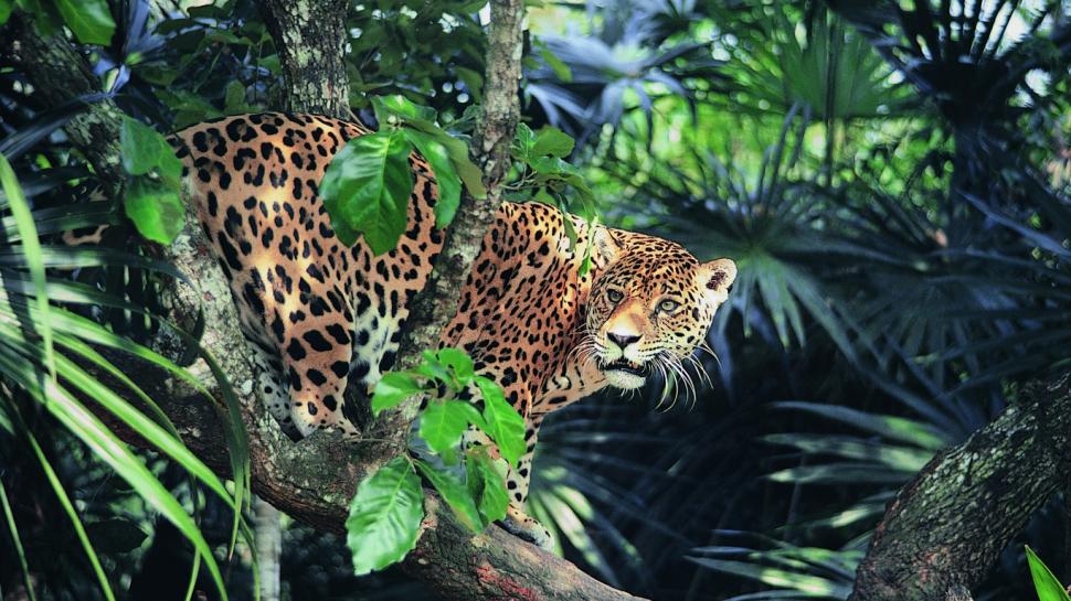 Jaguar, Eyes, Jungle Wallpaper,eyes Wallpaper,jungle - Jaguar In Jungle 4k - HD Wallpaper 