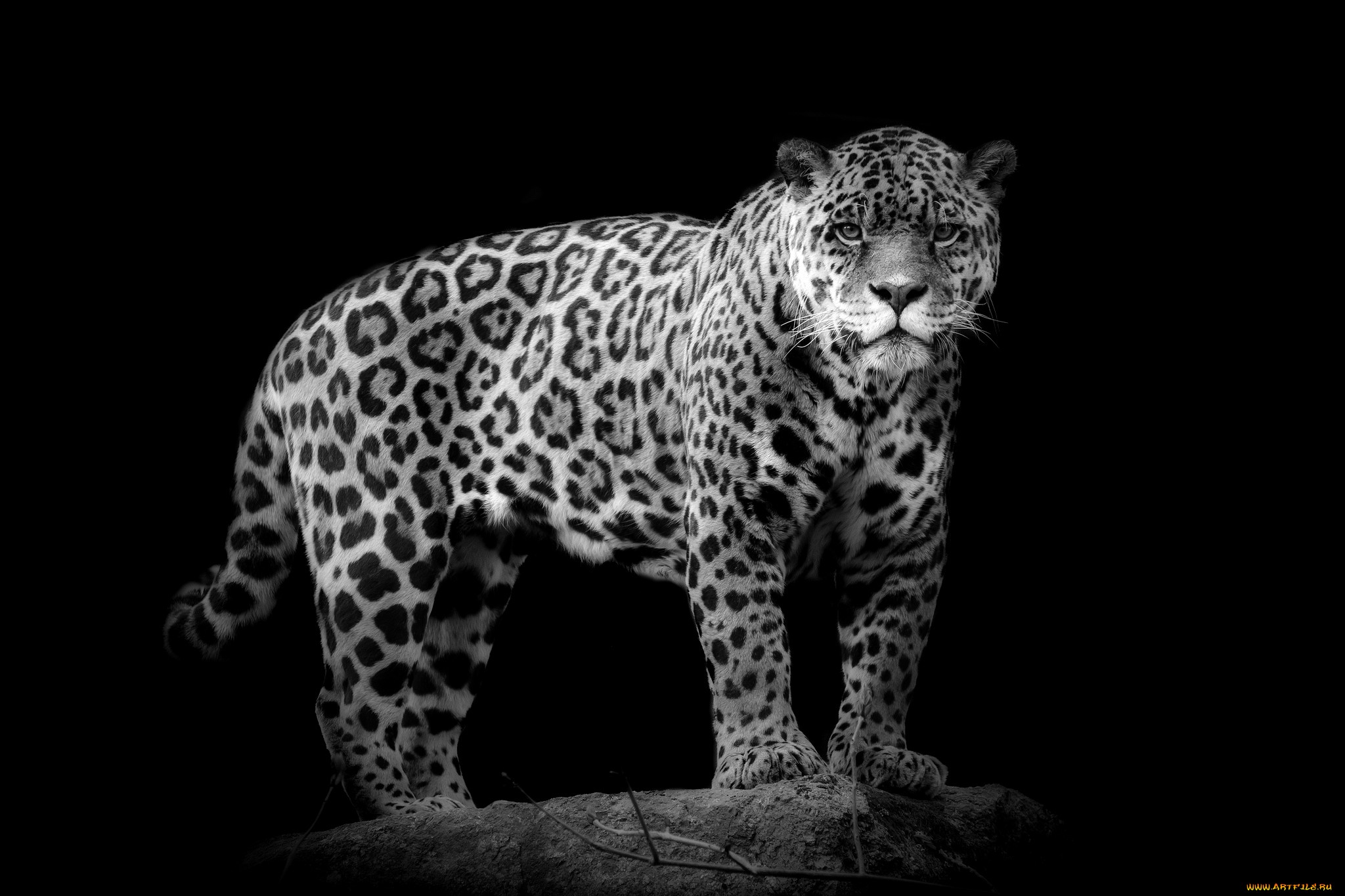 Jaguar Hd Black And White - HD Wallpaper 