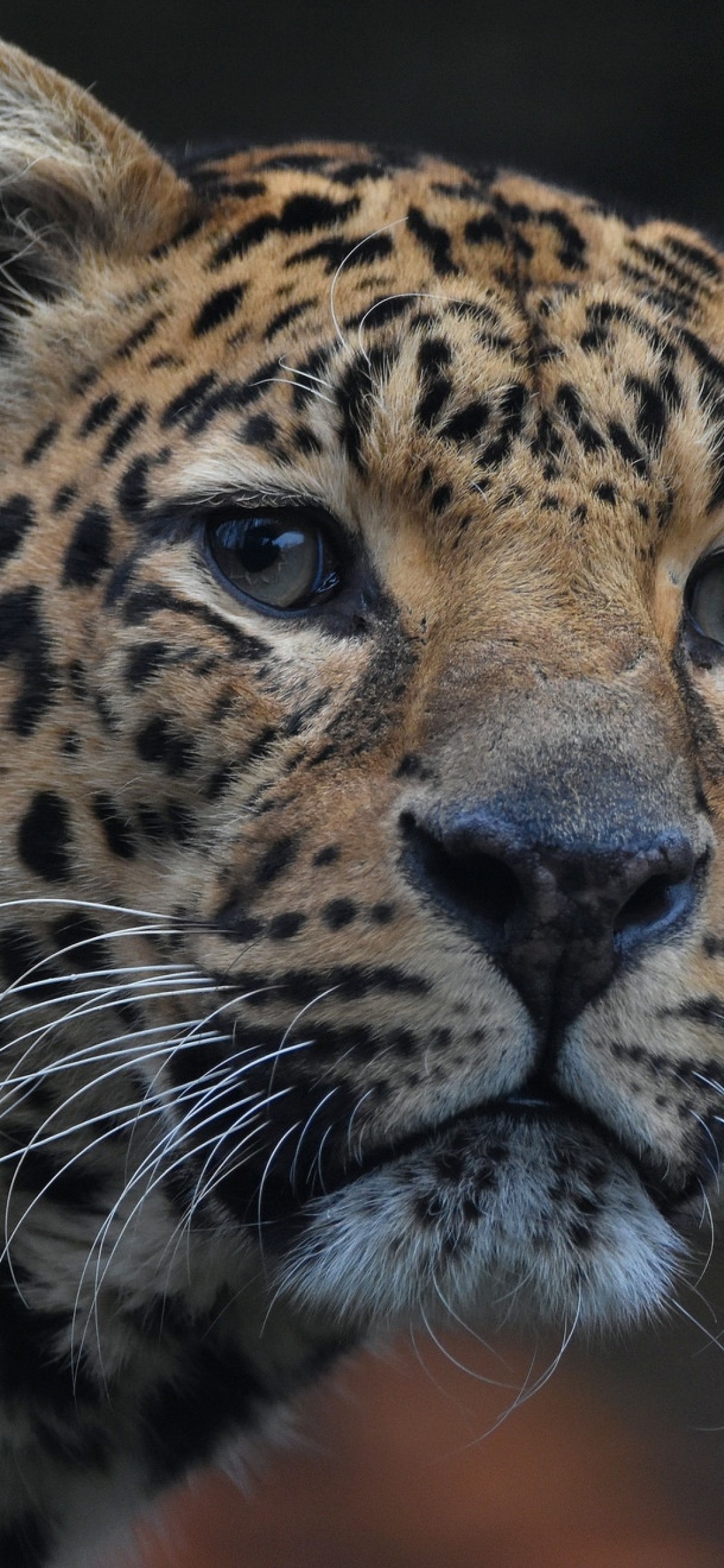 Jaguar, Close-up, Predator, Big Cats - Jaguar Wallpaper Iphone X - HD Wallpaper 