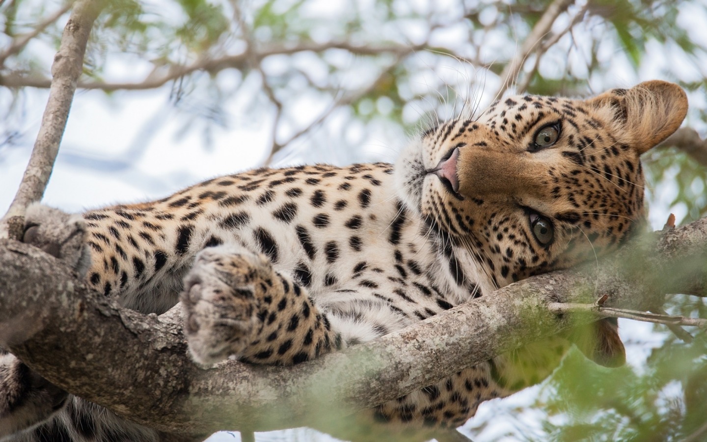 Jaguar - Leopard On Tree - HD Wallpaper 