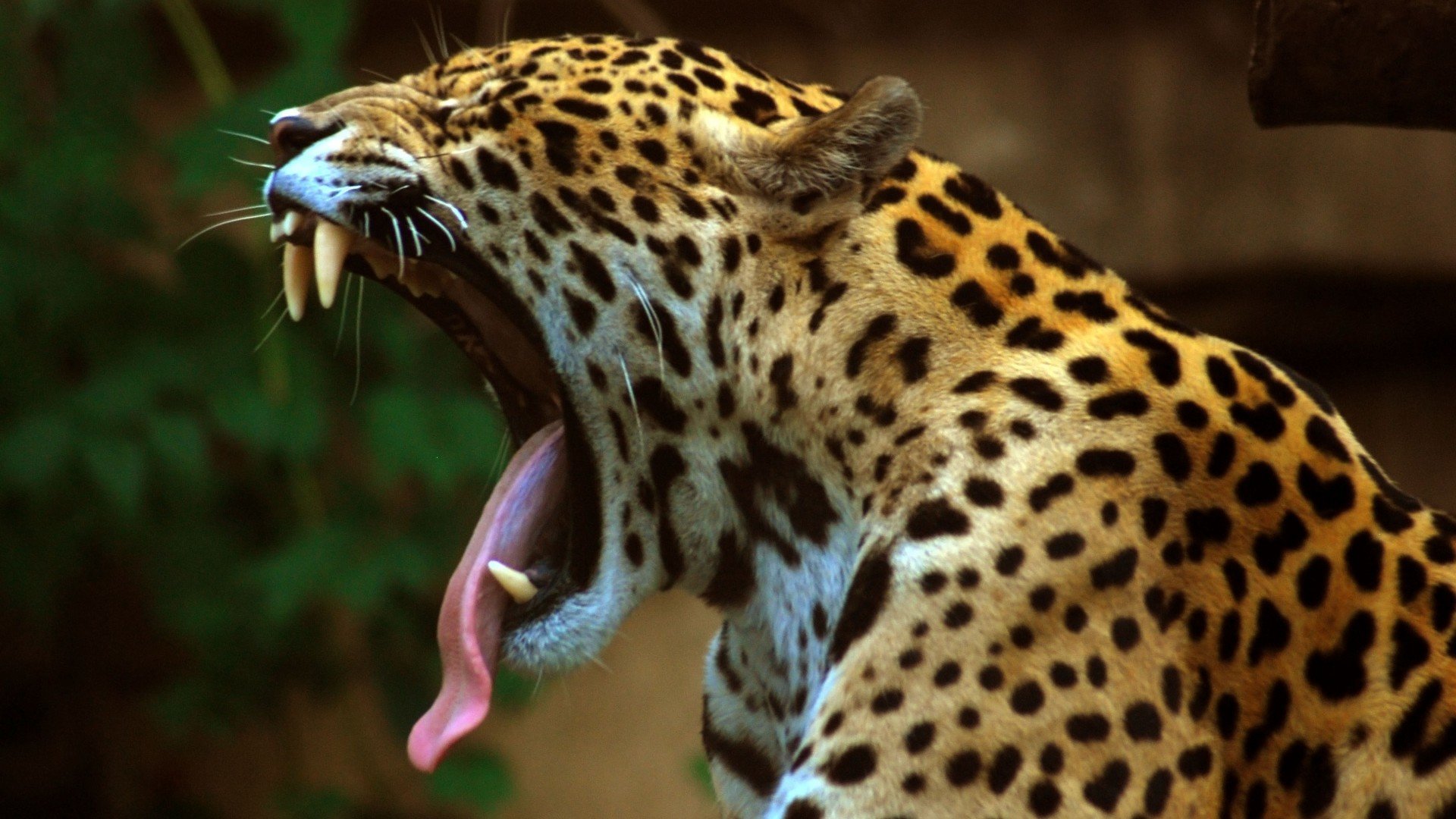 Best Leopard Background Id - 1080p Leopard Hd - HD Wallpaper 