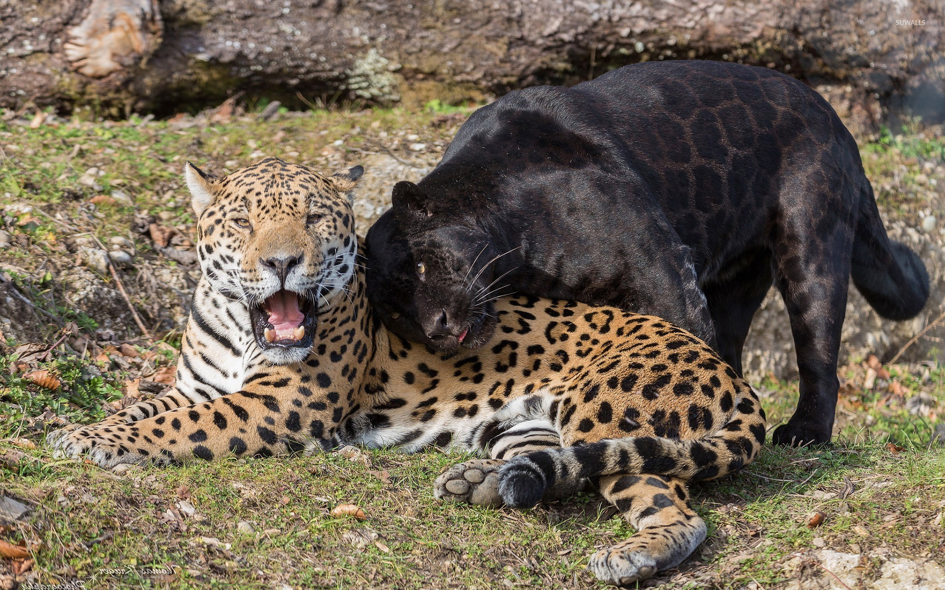 African Leopard - HD Wallpaper 