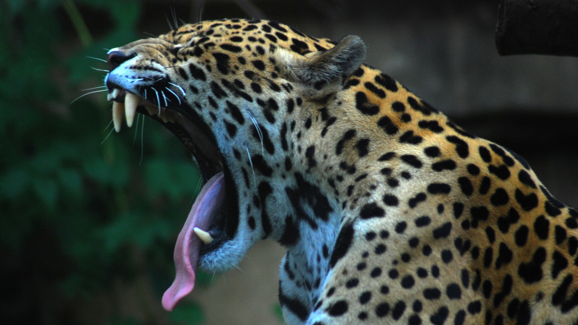 Leopard Yawning - HD Wallpaper 