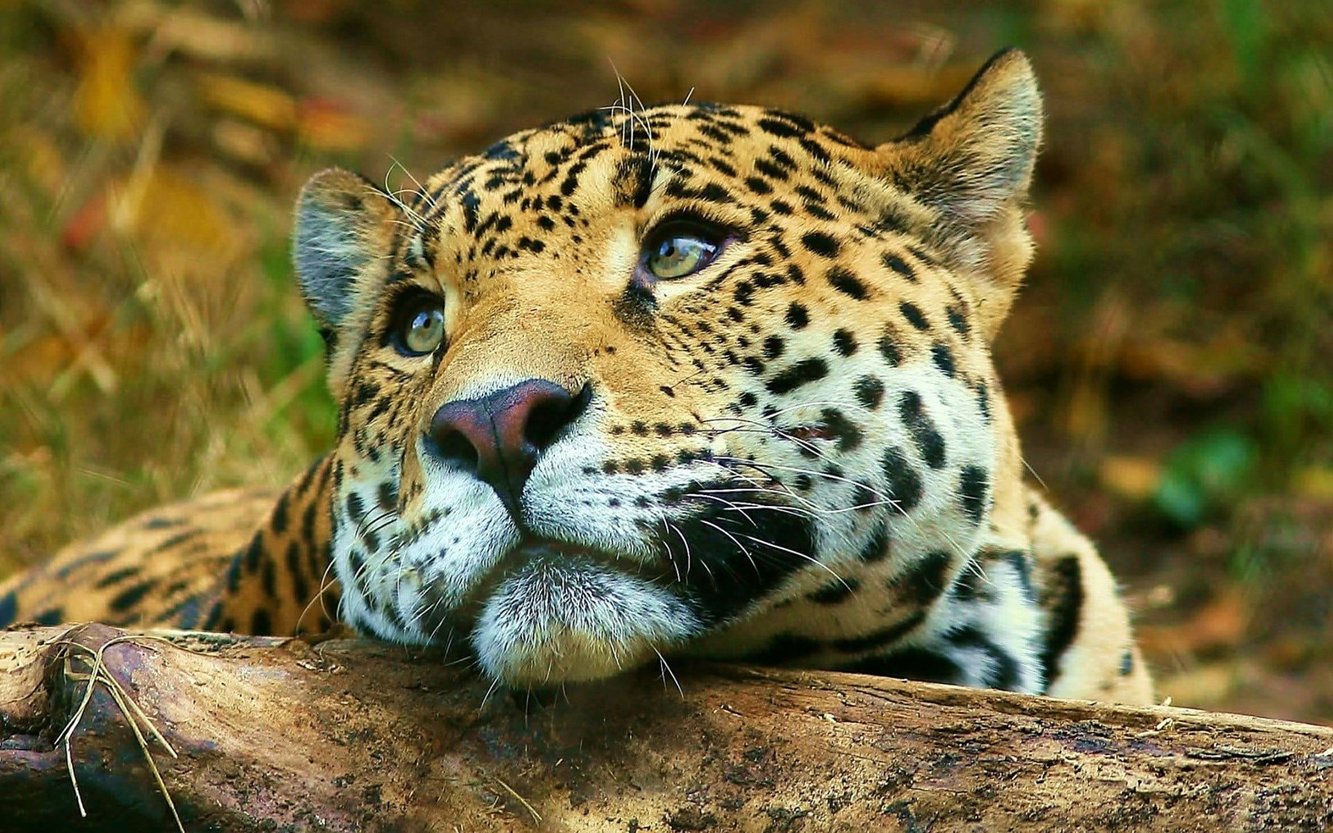 Jaguar Animal - HD Wallpaper 