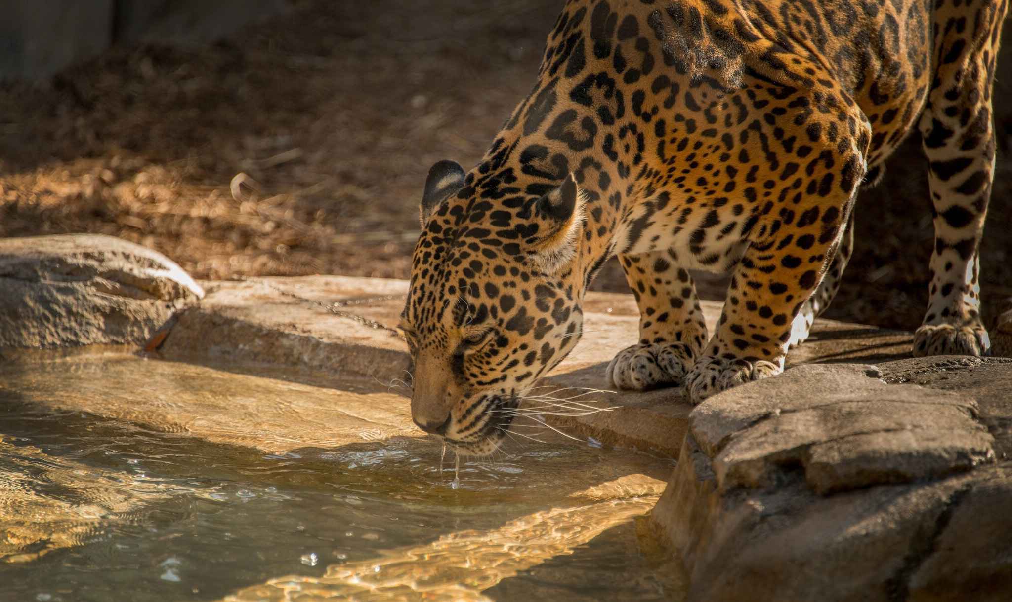 Big Cat - 2048x1220 Wallpaper Big Cat - 2048x1220 Wallpaper