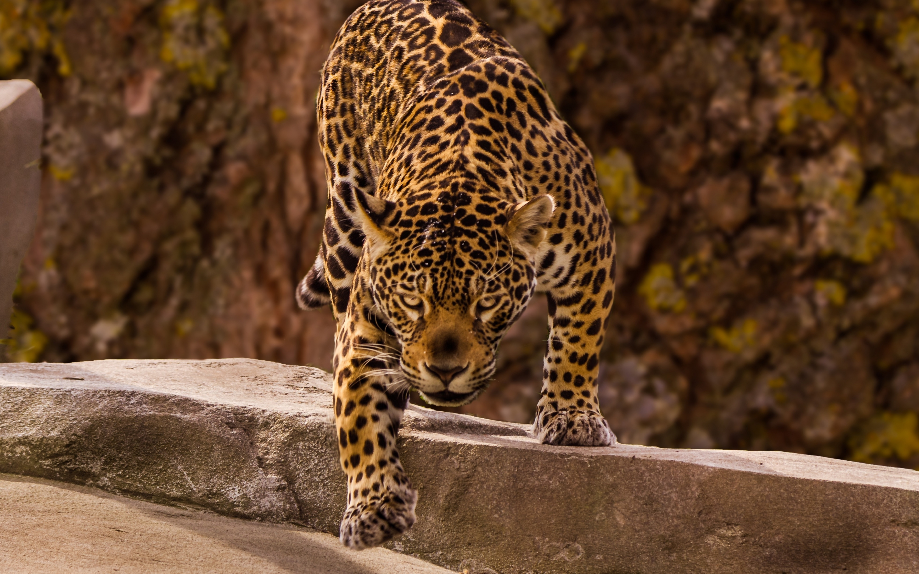 Jaguar, Predator, Wild, Wallpaper - Jaguar Animal - HD Wallpaper 