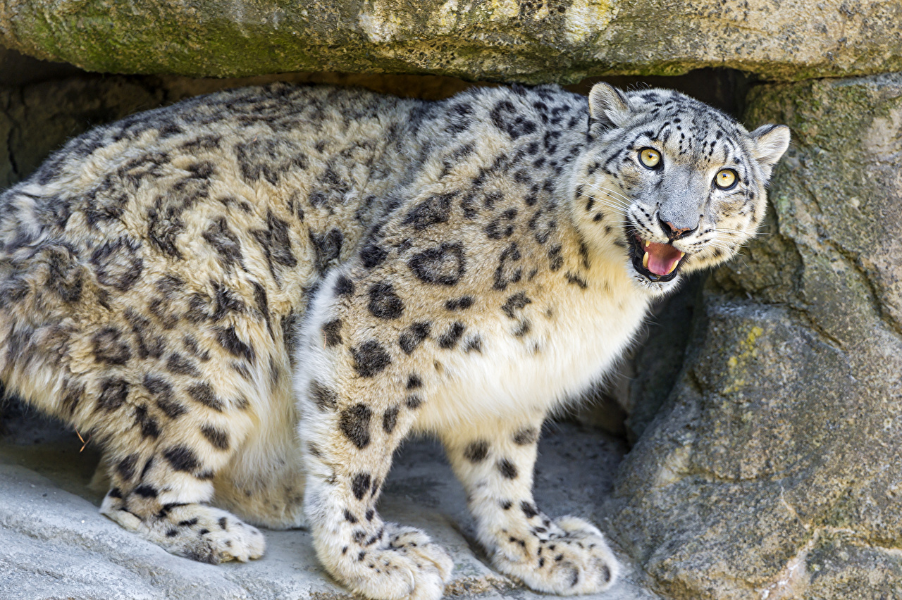 Jaguar De Neige Animal - HD Wallpaper 