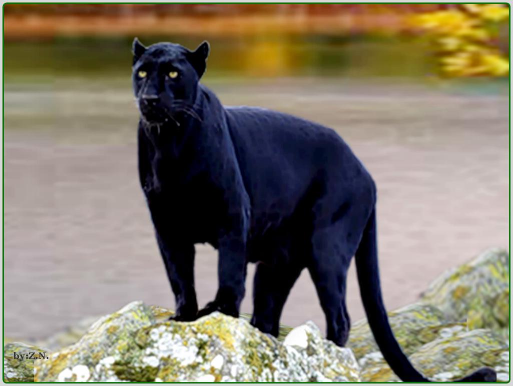 Jaguar Animal Hd Wallpapers 1080p - 1025x772 Wallpaper Jaguar Animal Hd Wallpapers 1080p - 1025x772 Wallpaper