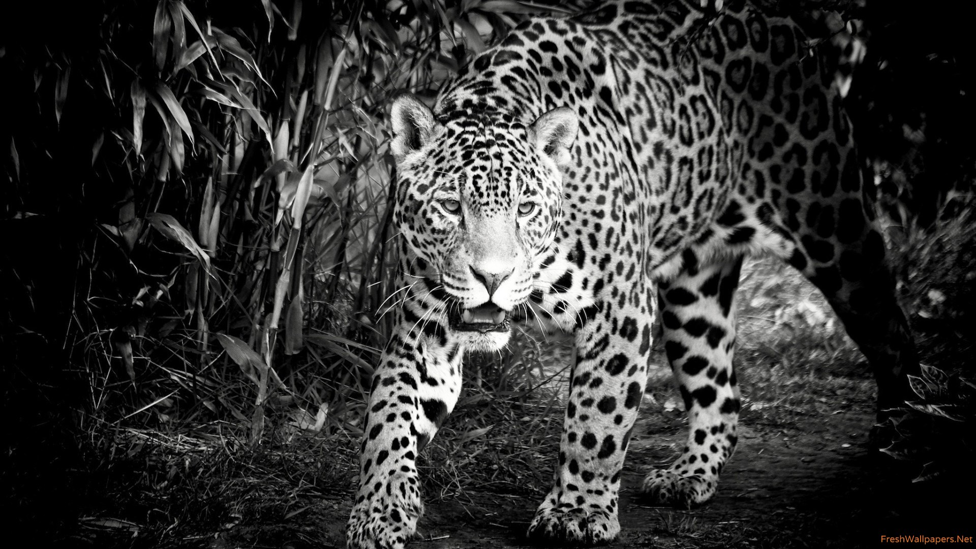 Black White Jaguar - HD Wallpaper 