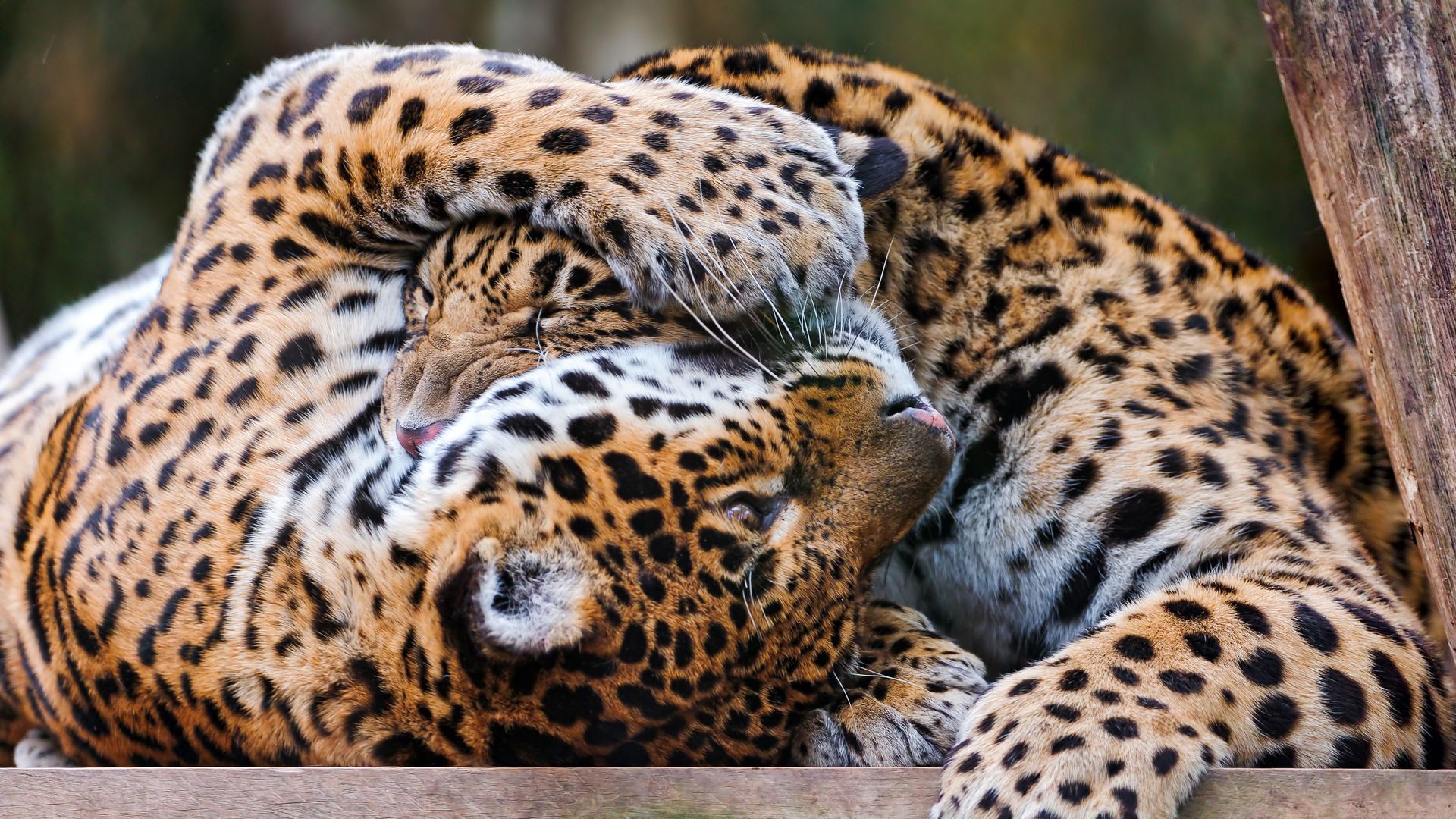 African Leopard Couple - HD Wallpaper 