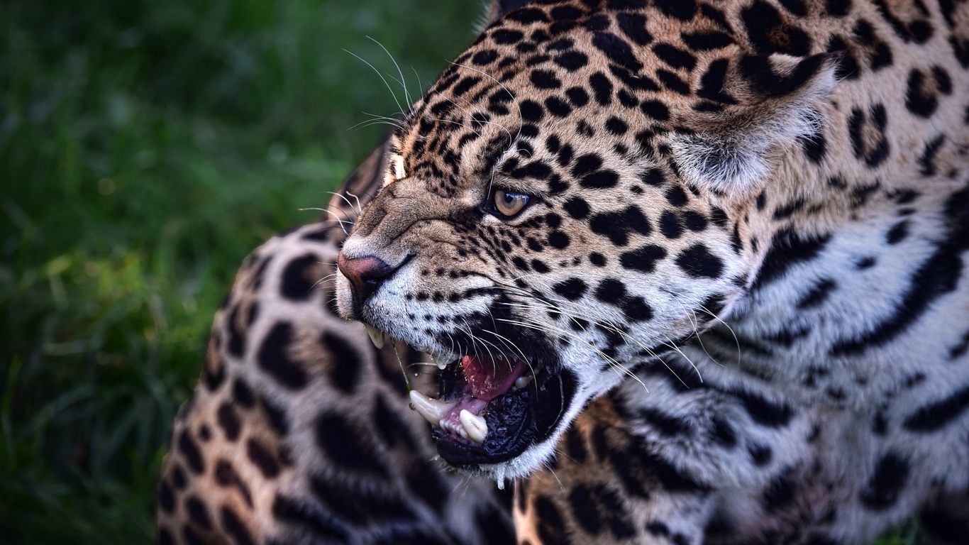 Wallpaper Jaguar, Predator, Teeth, Animal, Wild Cat - Jaguar Beast - HD Wallpaper 