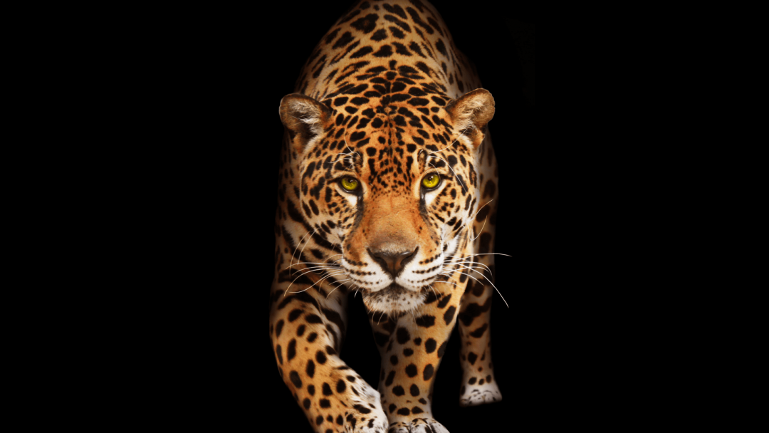 Android, Iphone, Desktop Hd Backgrounds / Wallpapers - Jaguar In The Dark - 1080x608 Wallpaper Android, Iphone, Desktop Hd Backgrounds / Wallpapers - Jaguar In The Dark - 1080x608 Wallpaper
