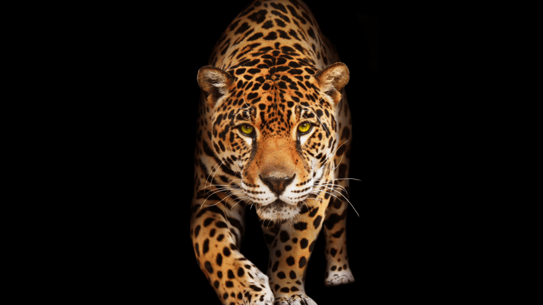 Android, Iphone, Desktop Hd Backgrounds / Wallpapers - Jaguar In The Dark - HD Wallpaper 