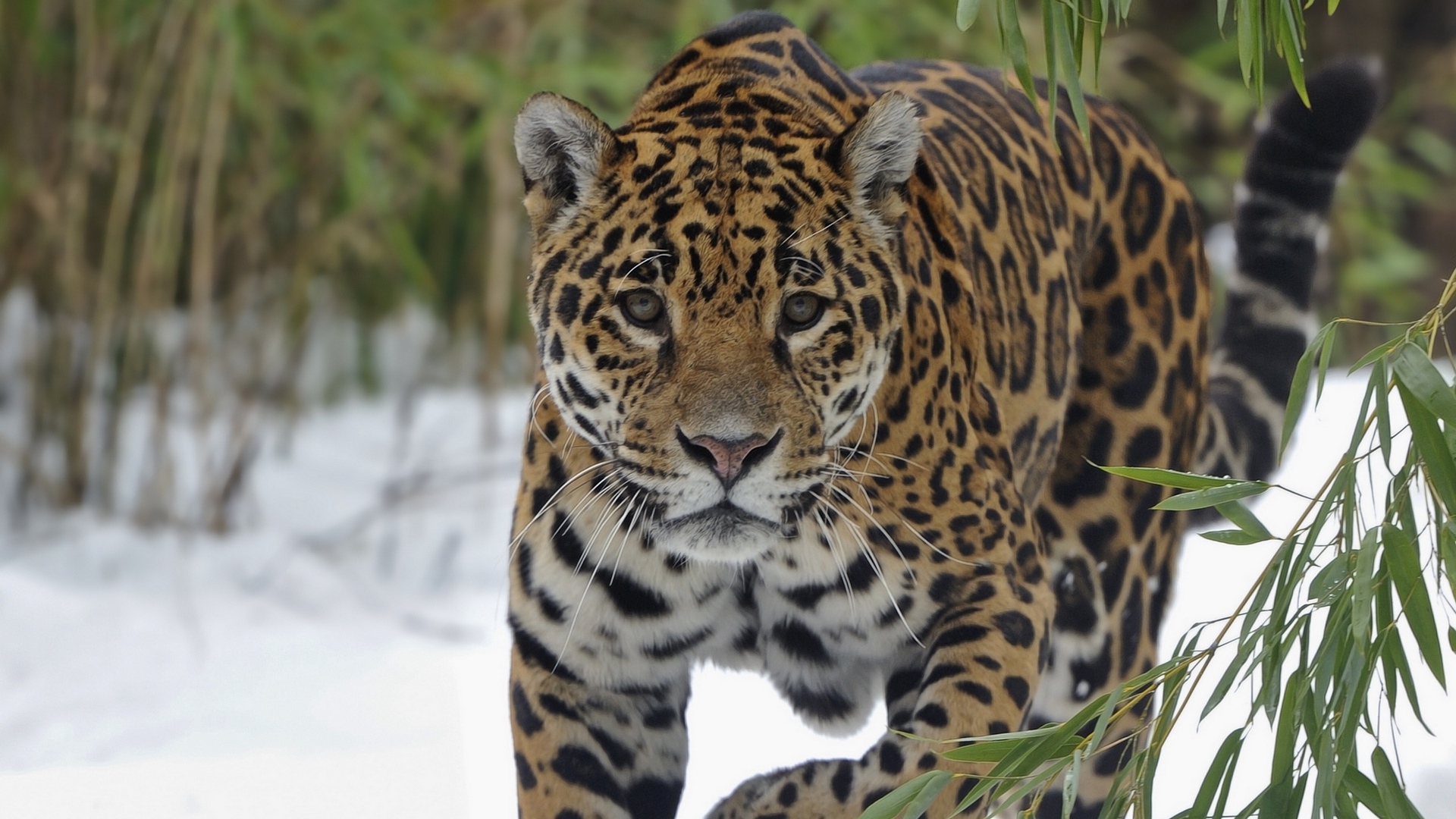 Wallpaper Jaguar, Snow, Big Cat, Walk - Jaguar Animal - HD Wallpaper 