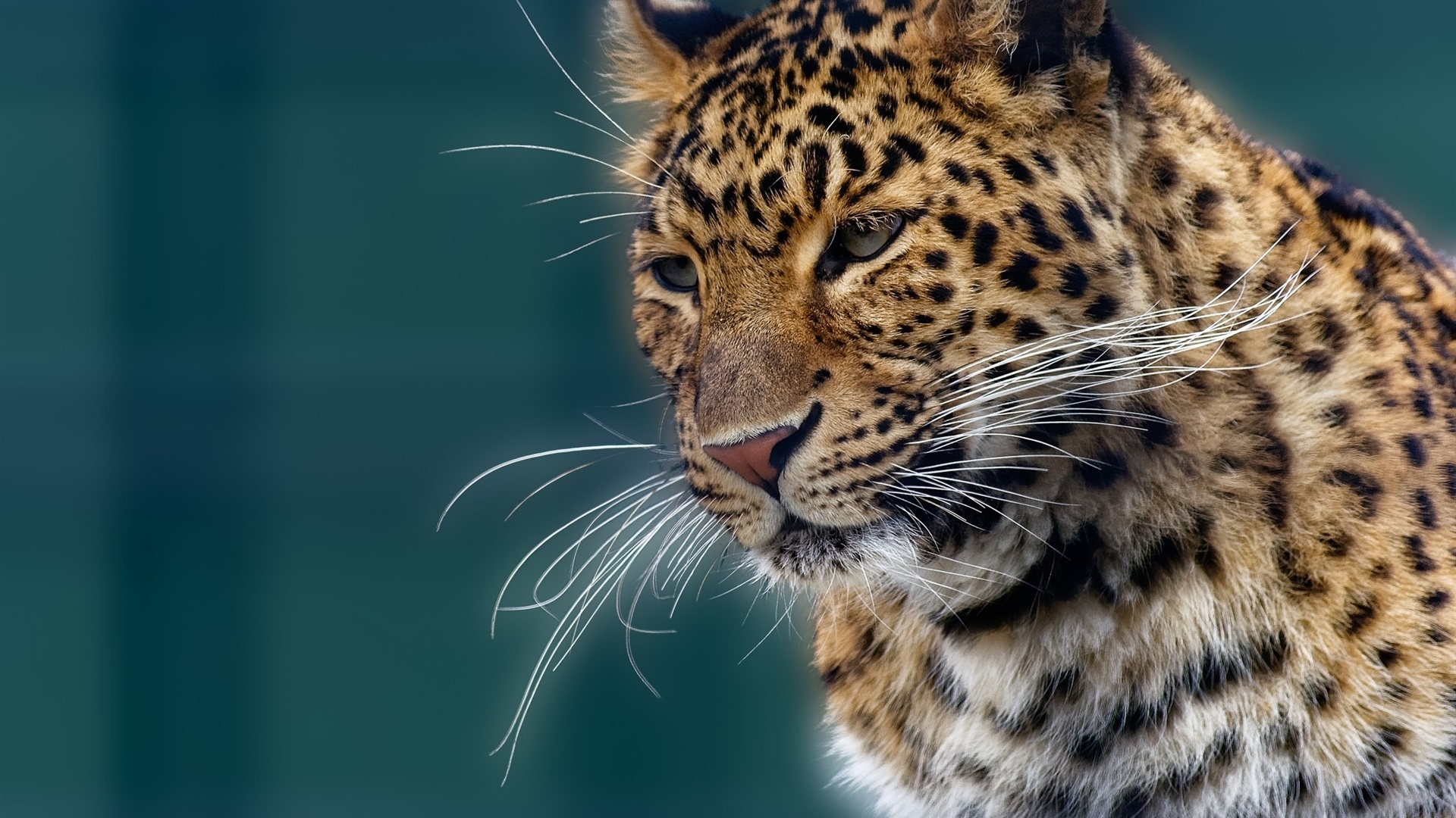 Leopard - HD Wallpaper 