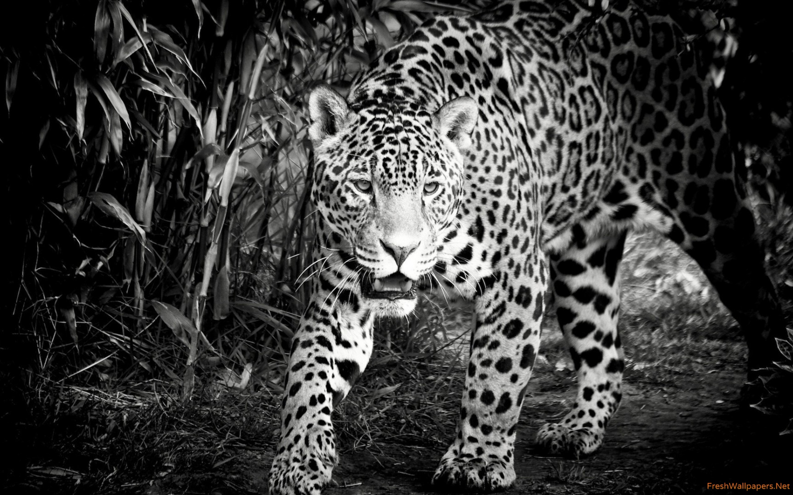 Jaguar En Blanco Y Negro - HD Wallpaper 