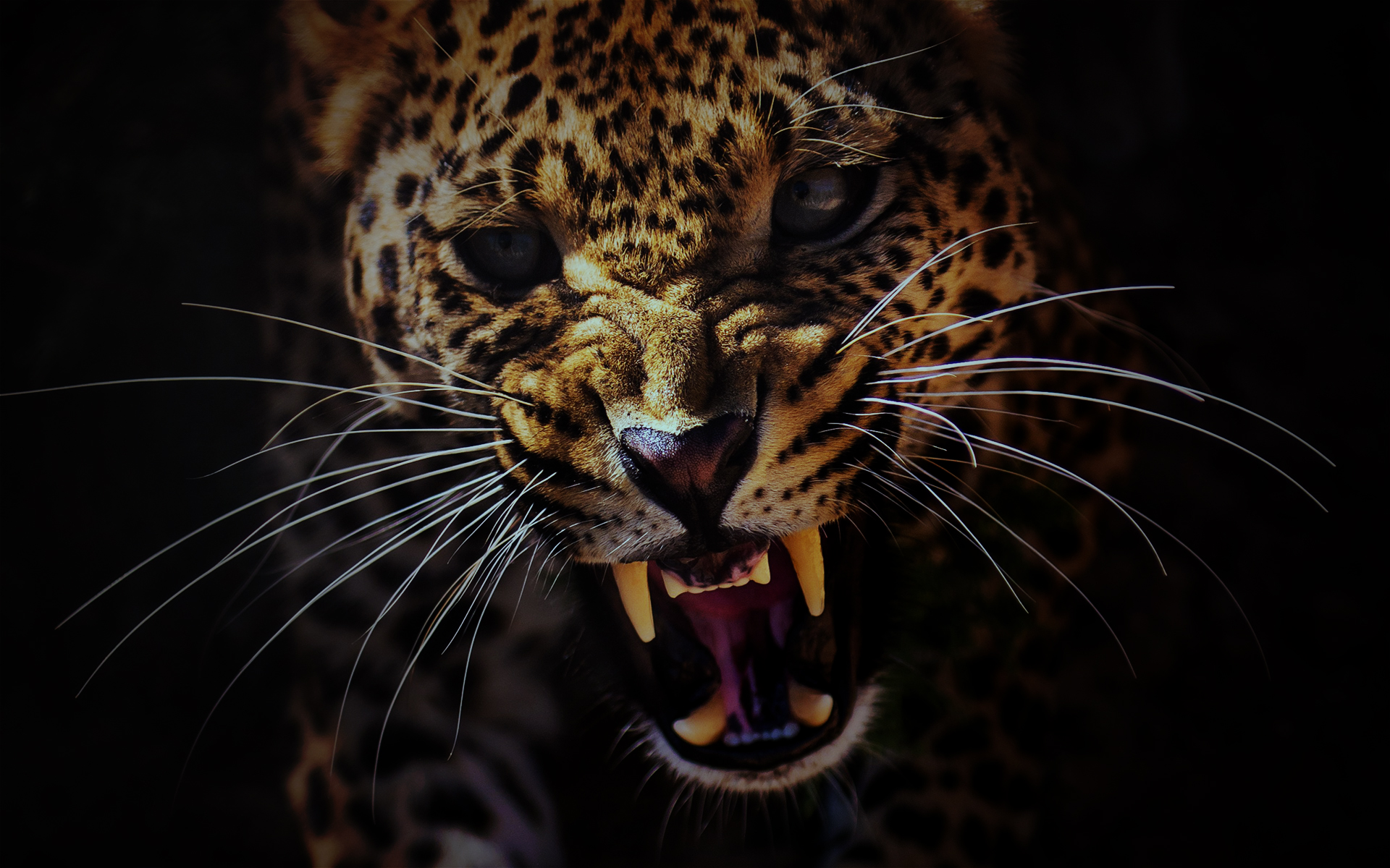 Black Cheetah Wallpaper 4k - 1920x1200 Wallpaper Black Cheetah Wallpaper 4k - 1920x1200 Wallpaper