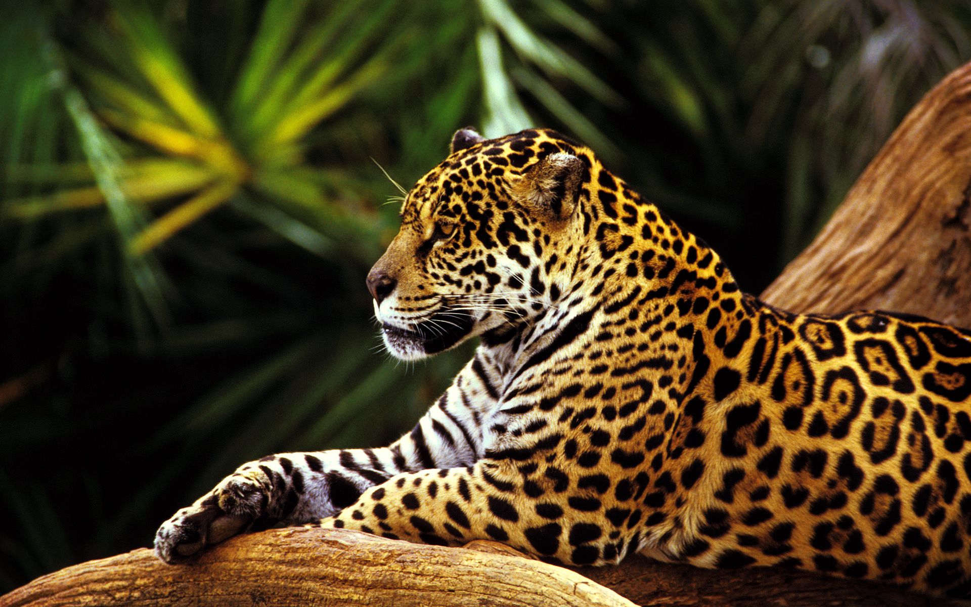 Tropical Rainforest Animals Hd - HD Wallpaper 